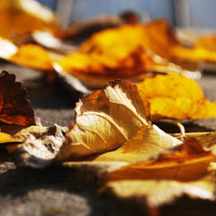 电话轰炸在线免费